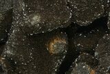 Polished Septarian Geode - Madagascar #137938-2